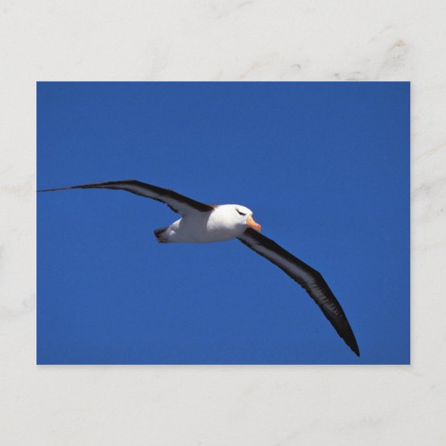 Schwarzweiß-Albatross im Flug Postkarte (Vorderseite)