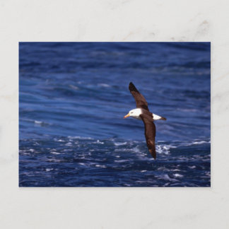 Schwarzweiß-Albatross im Flug Postkarte