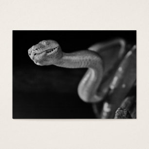 Schwarzweiss-Baum-Boa