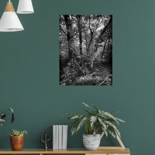 Schwarzweiß-Birkenwald Poster