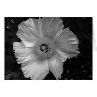 Schwarzweiß-Blume