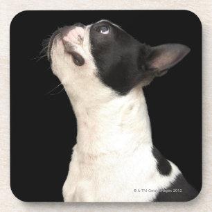 Schwarzweiss-Boston Terrier, das oben schaut Getränkeuntersetzer