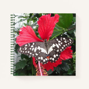 Schwarzweiß-Butterfly auf Hibiskus-Notebooks Notizbuch