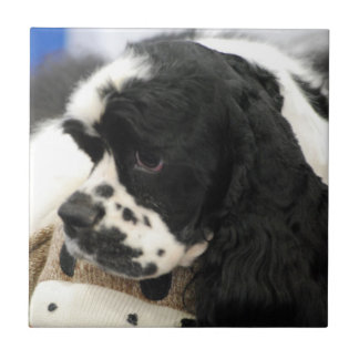 Schwarzweiss-Cocker spaniel Trivet Fliese