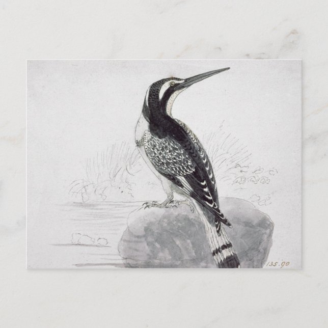 Schwarzweiss-Eisvogel Postkarte (Vorderseite)