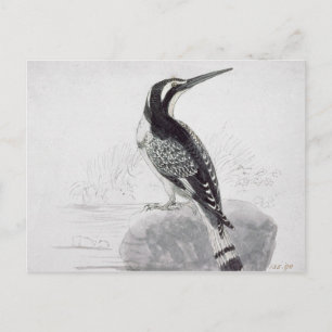 Schwarzweiss-Eisvogel Postkarte