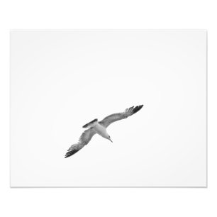 Schwarzweiss-Foto der Fliegen-Seemöwe-2 Fotodruck