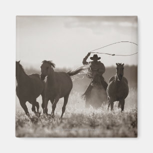 Schwarzweiss-Foto von ein Cowboy Lassoing Pferden Magnet