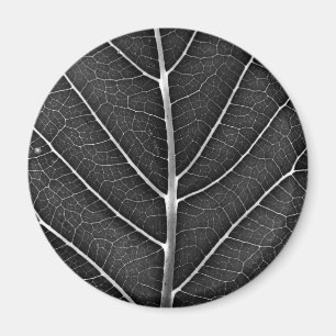 Schwarzweiß glühendes Blatt Nahaufnahme Magnet