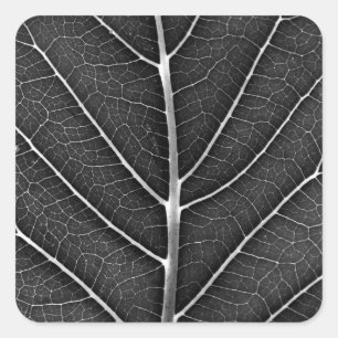 Schwarzweiß glühendes Blatt Nahaufnahme Quadratischer Aufkleber