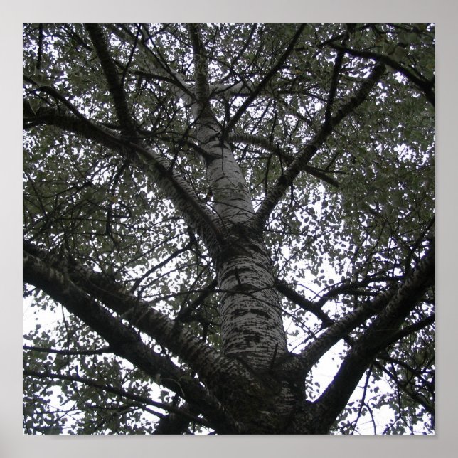 Schwarzweiß in der Natur Poster (Vorne)