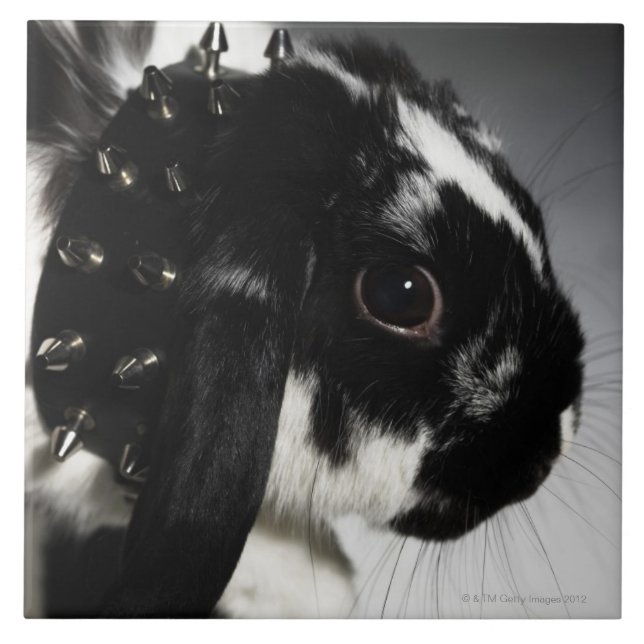 Schwarzweiss-Kaninchen mit verziertem Kragen Fliese (Vorderseite)