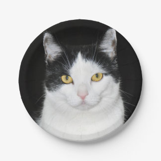 Schwarzweiss-Katzen-Porträt Pappteller