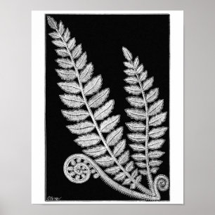Schwarzweiß-Lace-Farn-Vintage-Plakat Kunstprint Poster