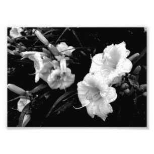 Schwarzweiss-Lilienen-Druck Fotodruck