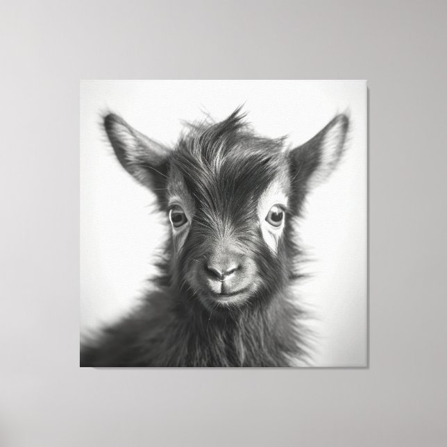 Schwarzweiß-Niedliches Baby-Goat-Foto Leinwanddruck (Vorderseite)