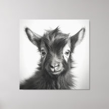Schwarzweiß-Niedliches Baby-Goat-Foto