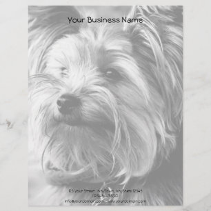 Schwarzweiss-Porträt Yorkshires Terrier Yorkie Briefkopf