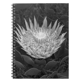 Schwarzweiß-Protea-Notebook Notizblock