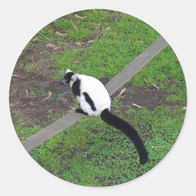 Schwarzweiß-Ruffed Lemur #3-Stickers Runder Aufkleber (Vorderseite)