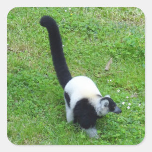 Schwarzweiß-Ruffed Lemur #4 Stickers