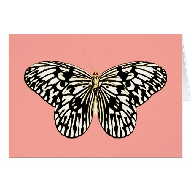 Schwarzweiss-Schmetterling, korallenroter rosa (Vorderseite (Horizontal))