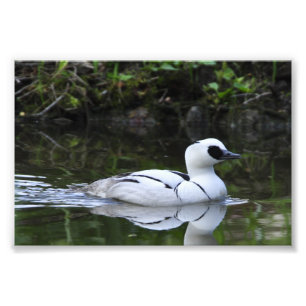 Schwarzweiss-Smew oder Seetaucherente-Wasservögel Fotodruck