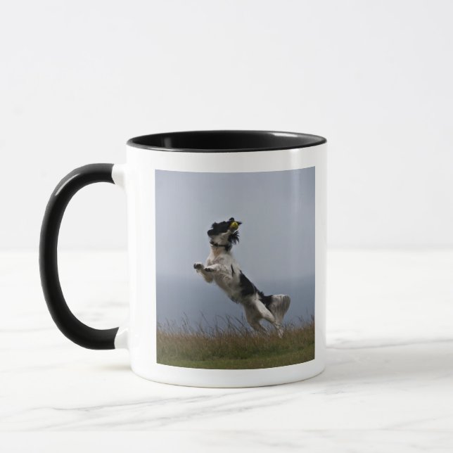 Schwarzweiss-SpringerSpaniel, der mit spielt Tasse (Links)
