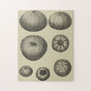 Schwarzweiss-Starfish Puzzle