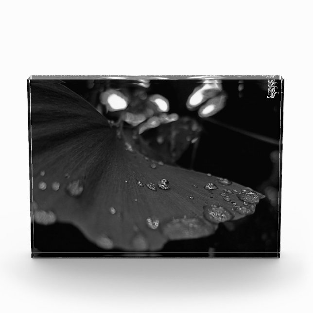 Schwarzweiß-Tau auf Blatt Fotoblock (Vorderseite)