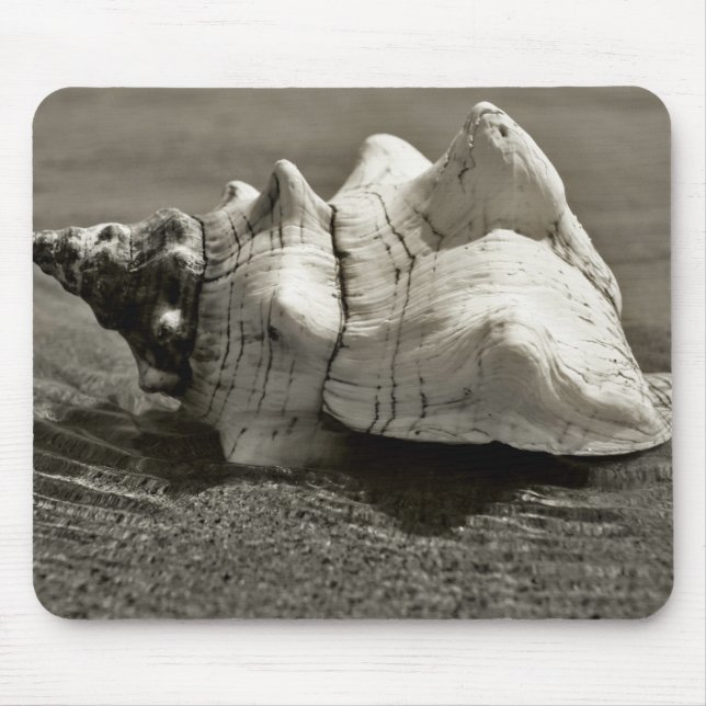 Schwarzweiss-Tritonshorn-Muschel Mousepad (Vorne)