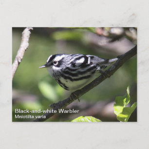 Schwarzweiß-Warbler Postkarte