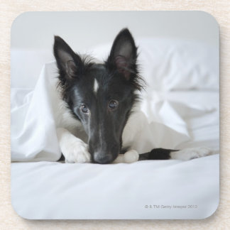 Schwarzweiss-Welpe im Bett mit dem Knochen Getränkeuntersetzer