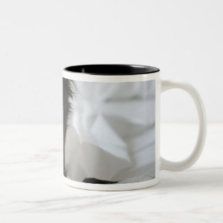 Schwarzweiss-Welpe im Bett mit dem Knochen Zweifarbige Tasse
