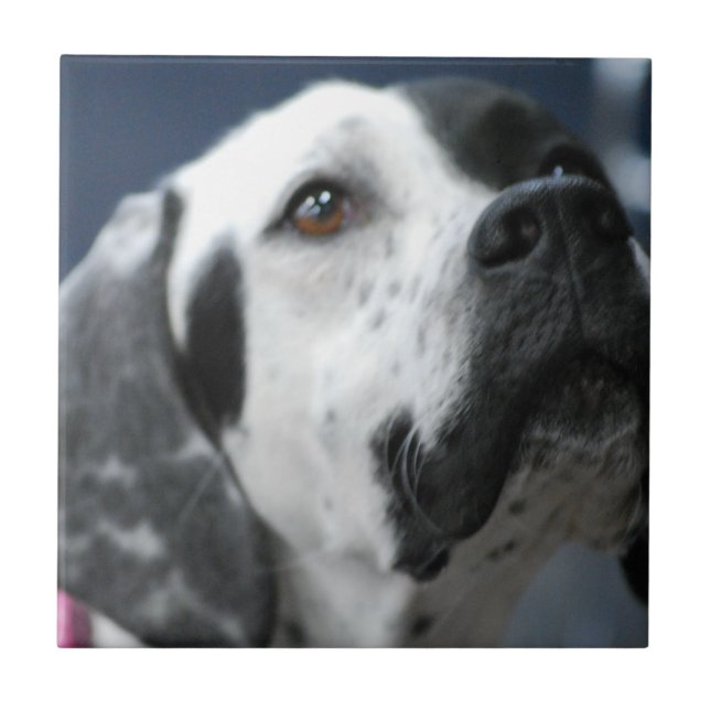 Schwarzweiss-Zeiger-Hundefliese Fliese (Vorderseite)