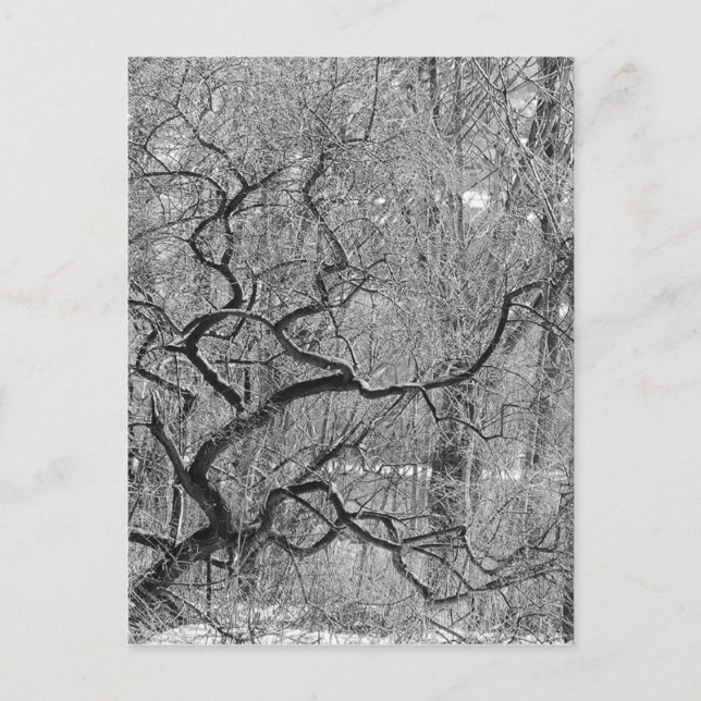 Schwarzweißbaum Postkarte (Vorderseite)