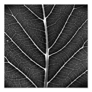 Schwarzweißblatt nah fotodruck