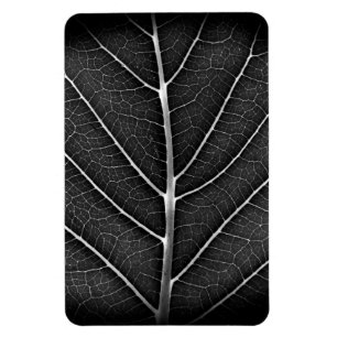 Schwarzweißblatt nah magnet