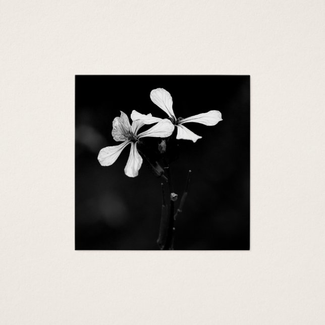 Schwarzweißblumen (Vorderseite)