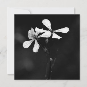 Schwarzweißblumen Mitteilungskarte
