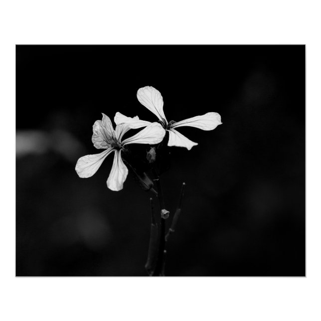 Schwarzweißblumen Poster (Vorderseite)