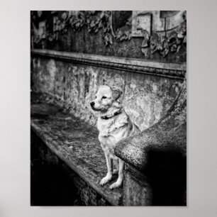 Schwarzweißer Hund sitzt auf einer alten Steinbank Poster