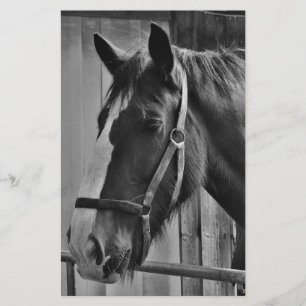Schwarzweißes Pferd - Tierfotografie Kunst Briefpapier
