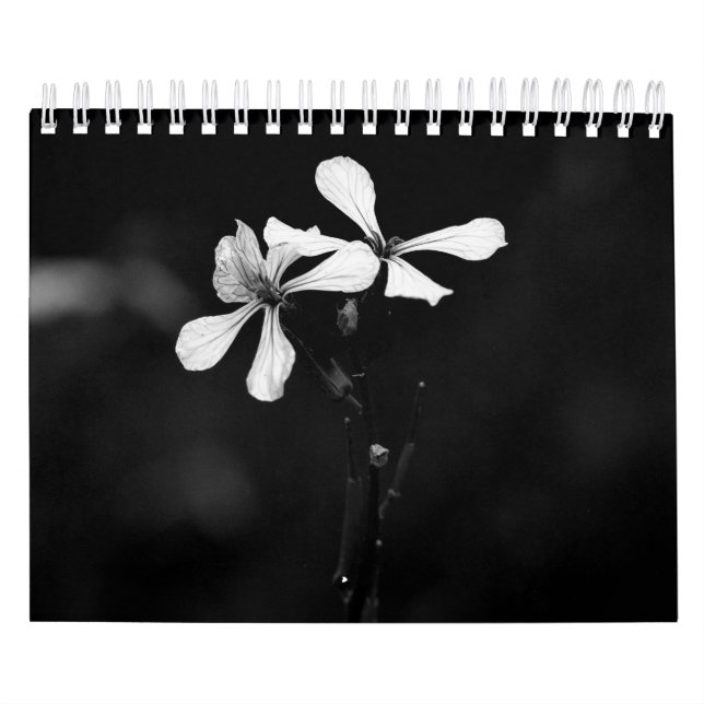 Schwarzweißfotografie der Blume Kalender (Titelbild)