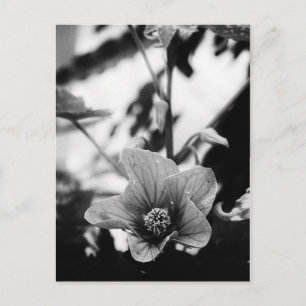 Schwarzweißfotografie Postkarte