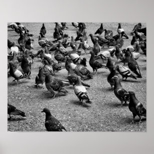 Schwarzweißfotografie vieler Tauben Poster