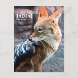 SchwarzweißJackal [Postkarte] Postkarte
