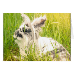 Schwarzweißkaninchen