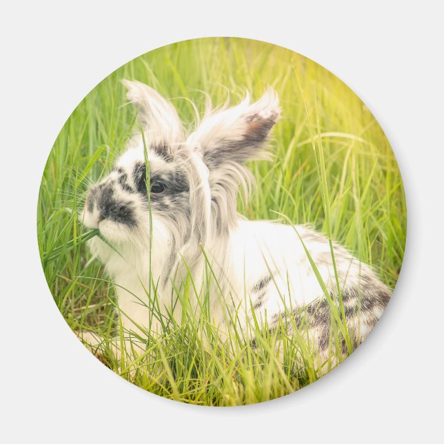 Schwarzweißkaninchen Magnet (Vorne)