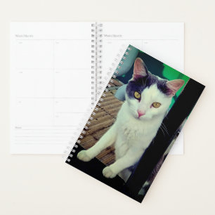 Schwarzweißkatze Planer